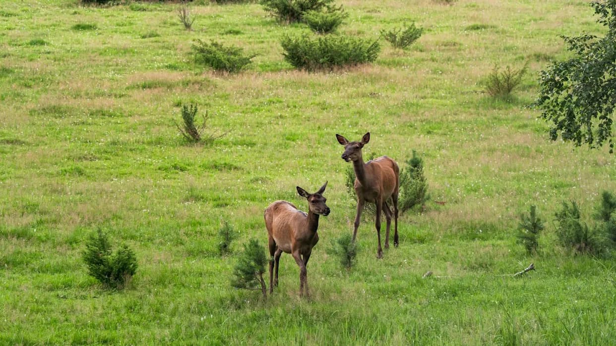 Simply Being Nearby Changes Wildlife Movement, Study Finds