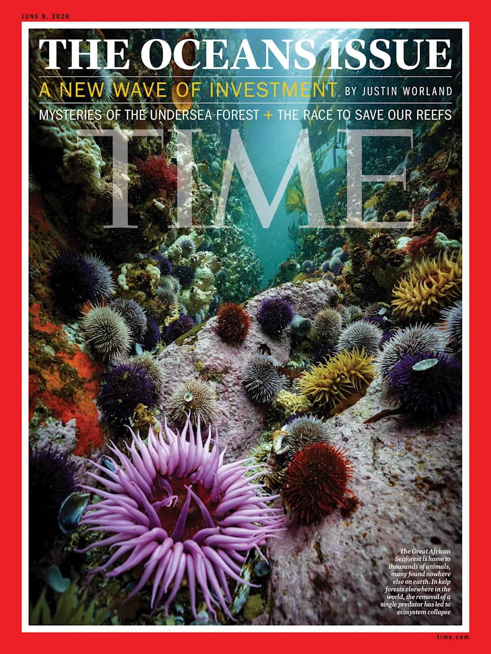 The Power Hidden in Underwater Forests: Why Kelp Matter