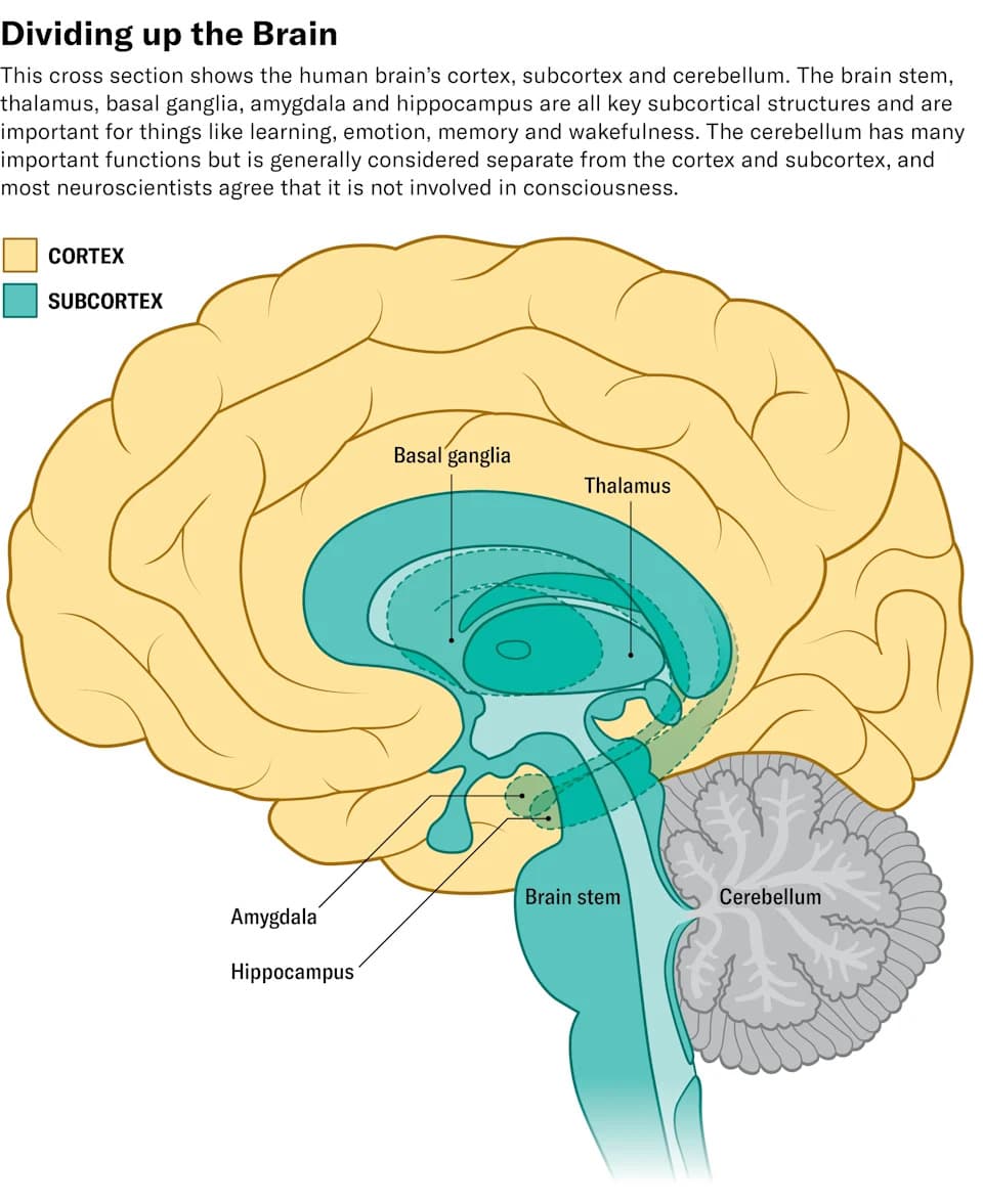 Is Consciousness Hidden in the Ancient Deep Brain? The Case for the Subcortex