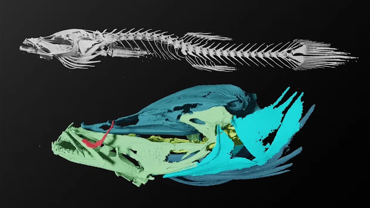 New Eyeless Cavefish Discovery in U.S. Southeast Shows Caves Can Drive Evolution