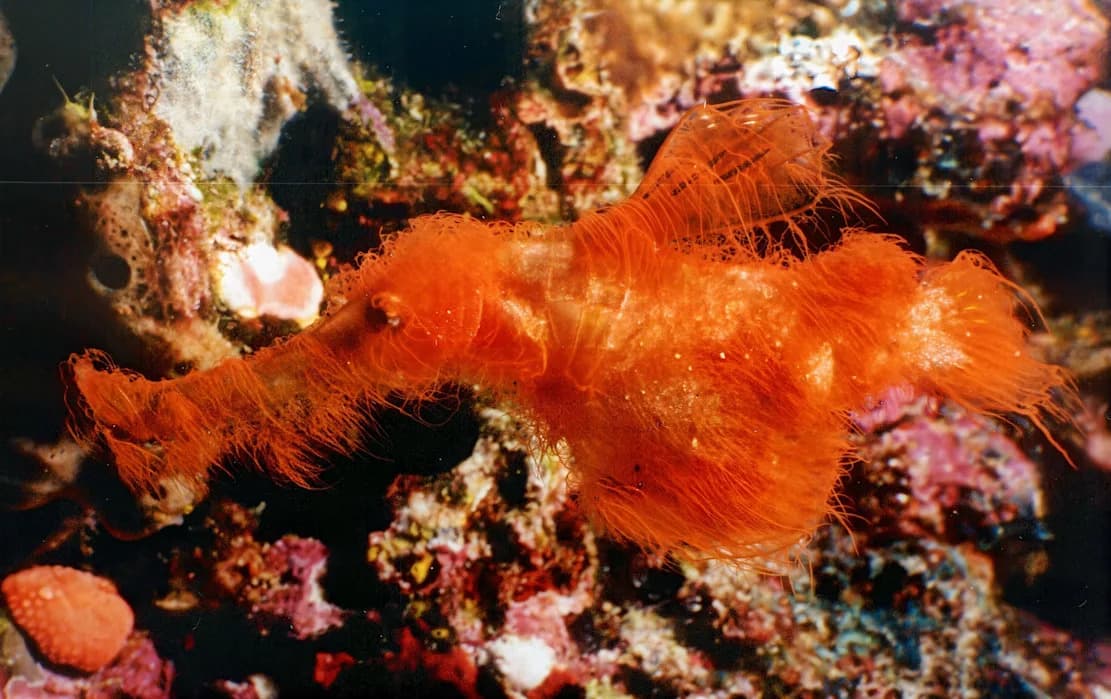 Scientists Discover the Sea’s 'Snuffleupagus': A Tiny New Ghost Pipefish (Solenostomus snuffleupagus)