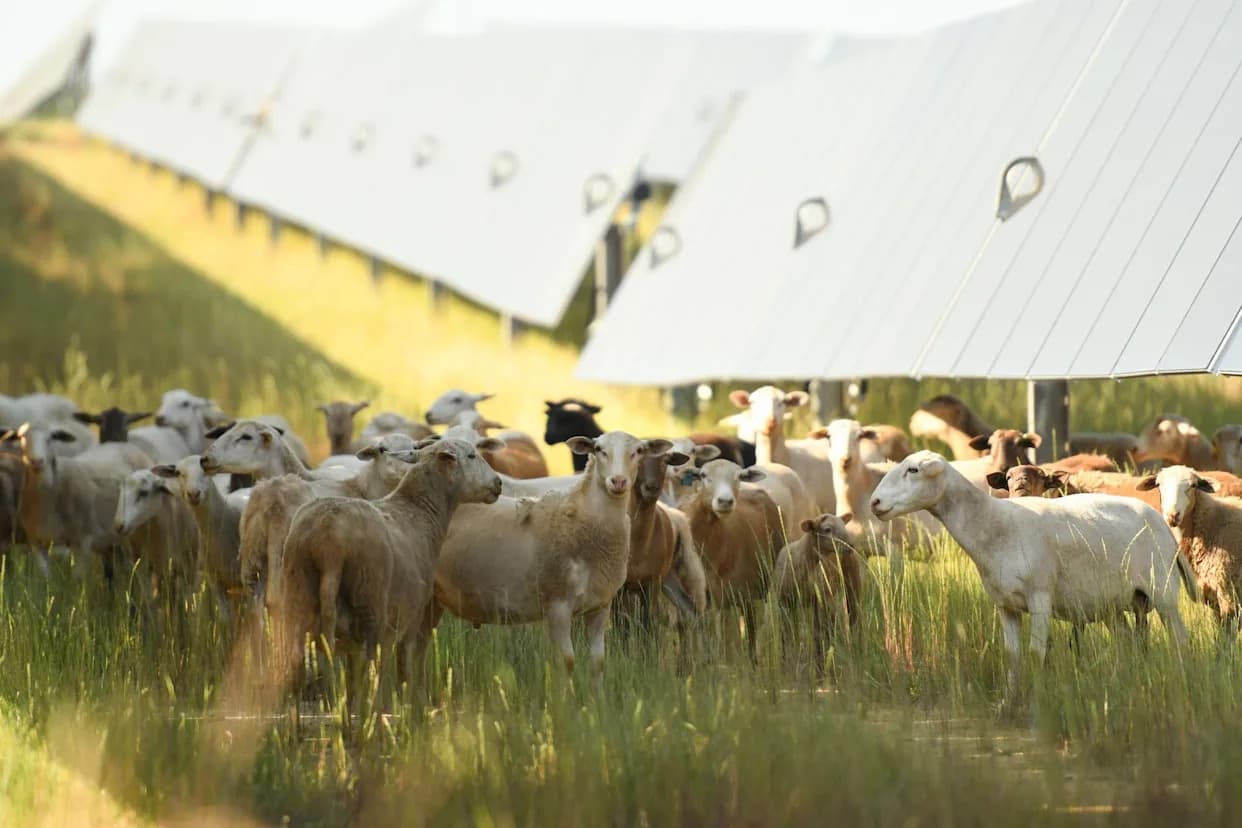 Republican Farm Bill Could Cut Off Solar Aid That Has Helped U.S. Farmers Survive
