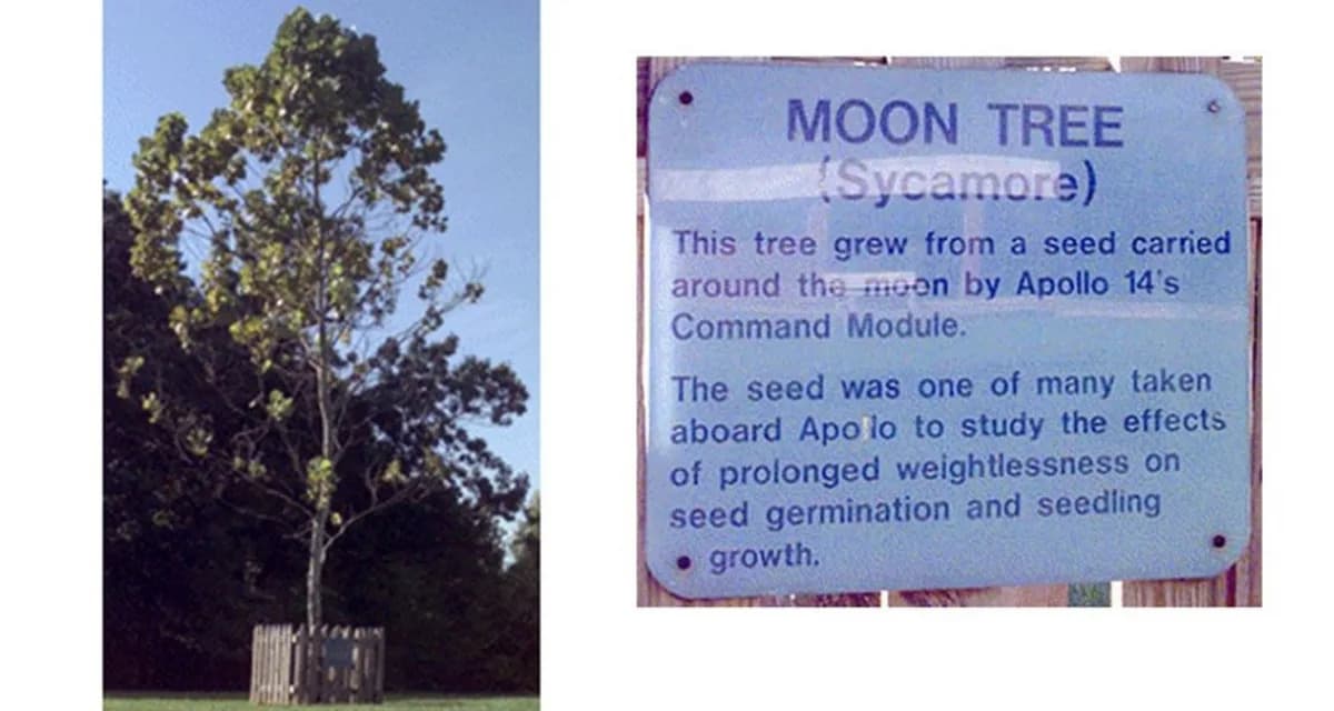 Moon Trees: How Apollo 14 Carried Over 2,000 Seeds Into Orbit — And What Happened After