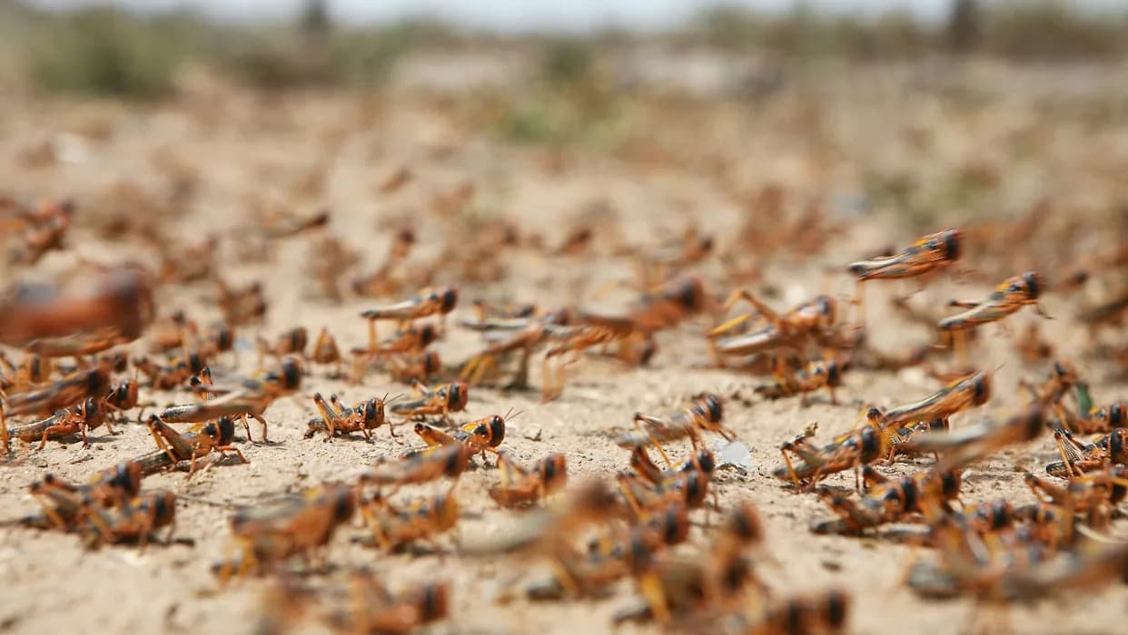 Researchers: Strengthened Locust Monitoring Could Avert Crop and Child Health Crises — A $680 Return Per $1 Invested