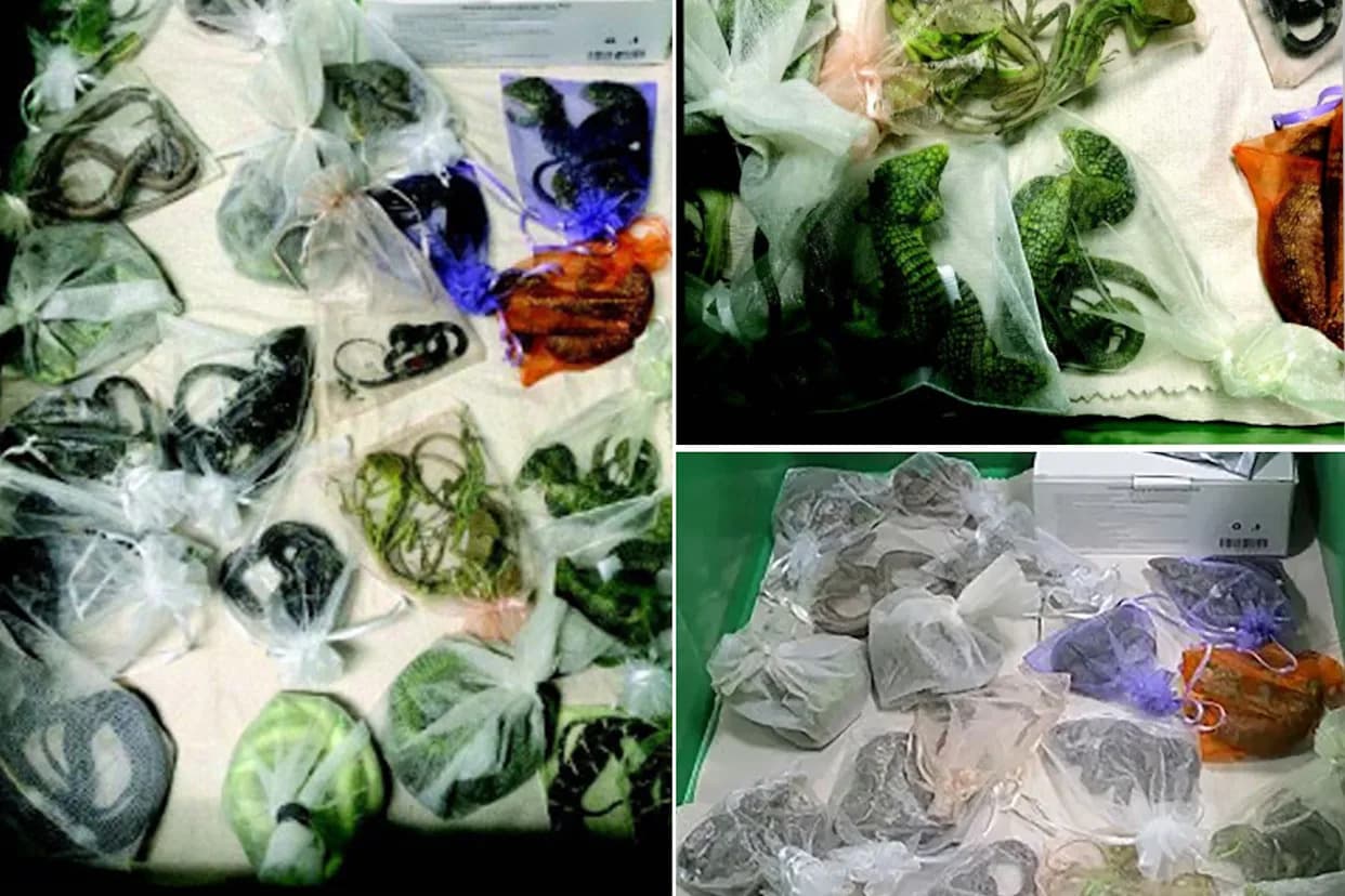 California Reptile Smuggler Sentenced to 65 Months After Moving 1,700 Animals Into U.S.