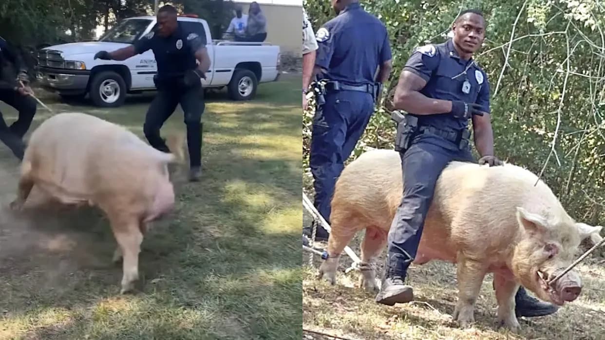 700-Pound Boar 'Bobo' Captured After Weeklong Search in Columbus, Mississippi