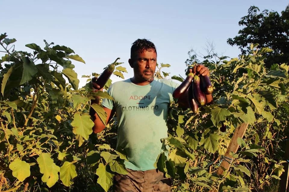 Caribbean Food Security After USAID’s Collapse: Farmers Left in the Wake of Sudden Cuts