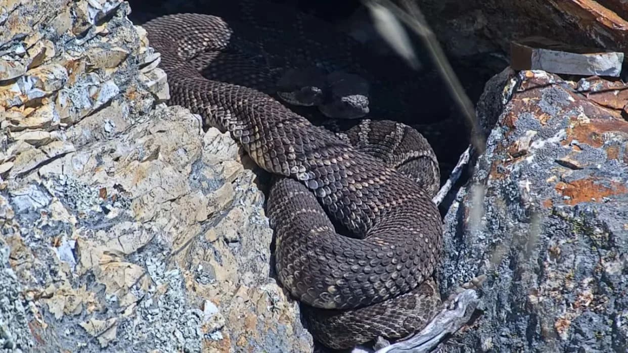 Live 'RattleCam' Streams Reveal Rattlesnake Rookeries — Turning Fear Into Curiosity