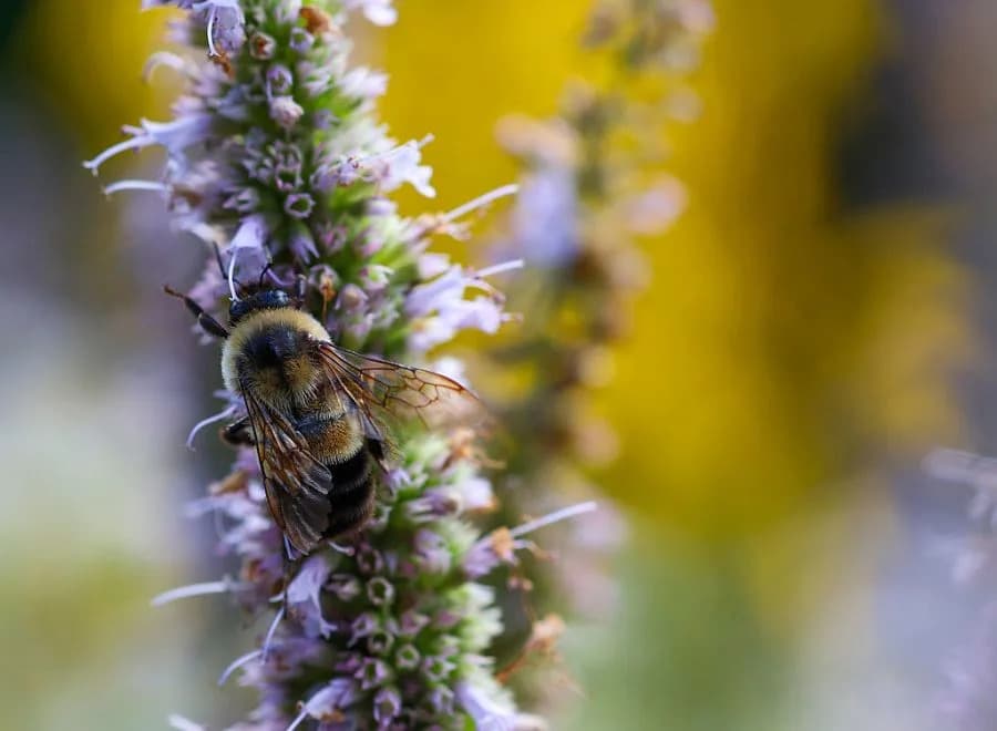 1.5 Million Acres Designated As Critical Habitat To Help Endangered Rusty Patched Bumble Bee Recover