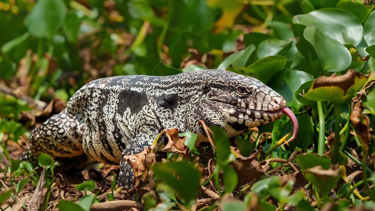 Invasive 4‑Foot Argentine Tegu Found in 30 Georgia Counties — Officials Urge Prompt Reporting and Removal