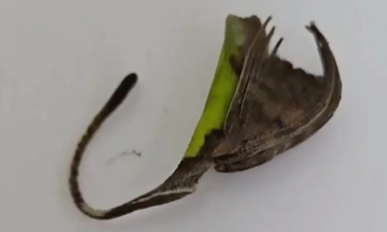 Tiny Orb-Weaver in Yunnan Mimics a Curled Dead Leaf — May Be A New Species
