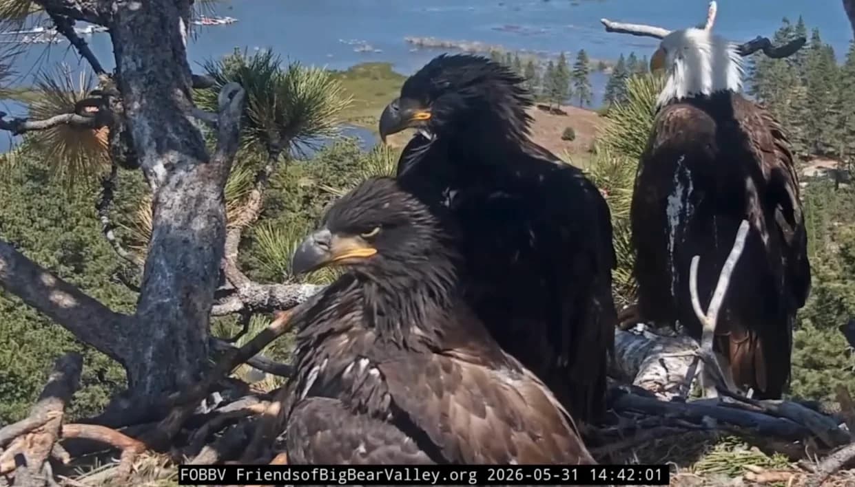 Jackie the Bald Eagle Slaps Nighttime Visitor as Squirrel 'Fiona' Returns to Big Bear Nest