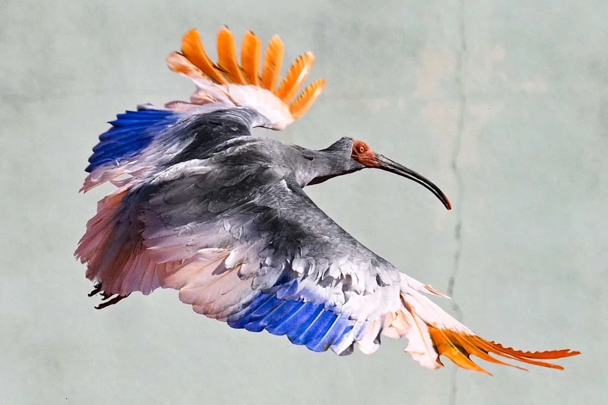 Once Extinct in Japan, the Crested Ibis Soars Again — Royals Attend Release in Hakui