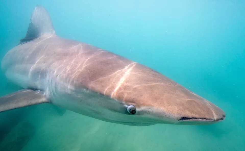 Rare Dusky Shark Returns To New England — Caught On Camera Hunting Seals