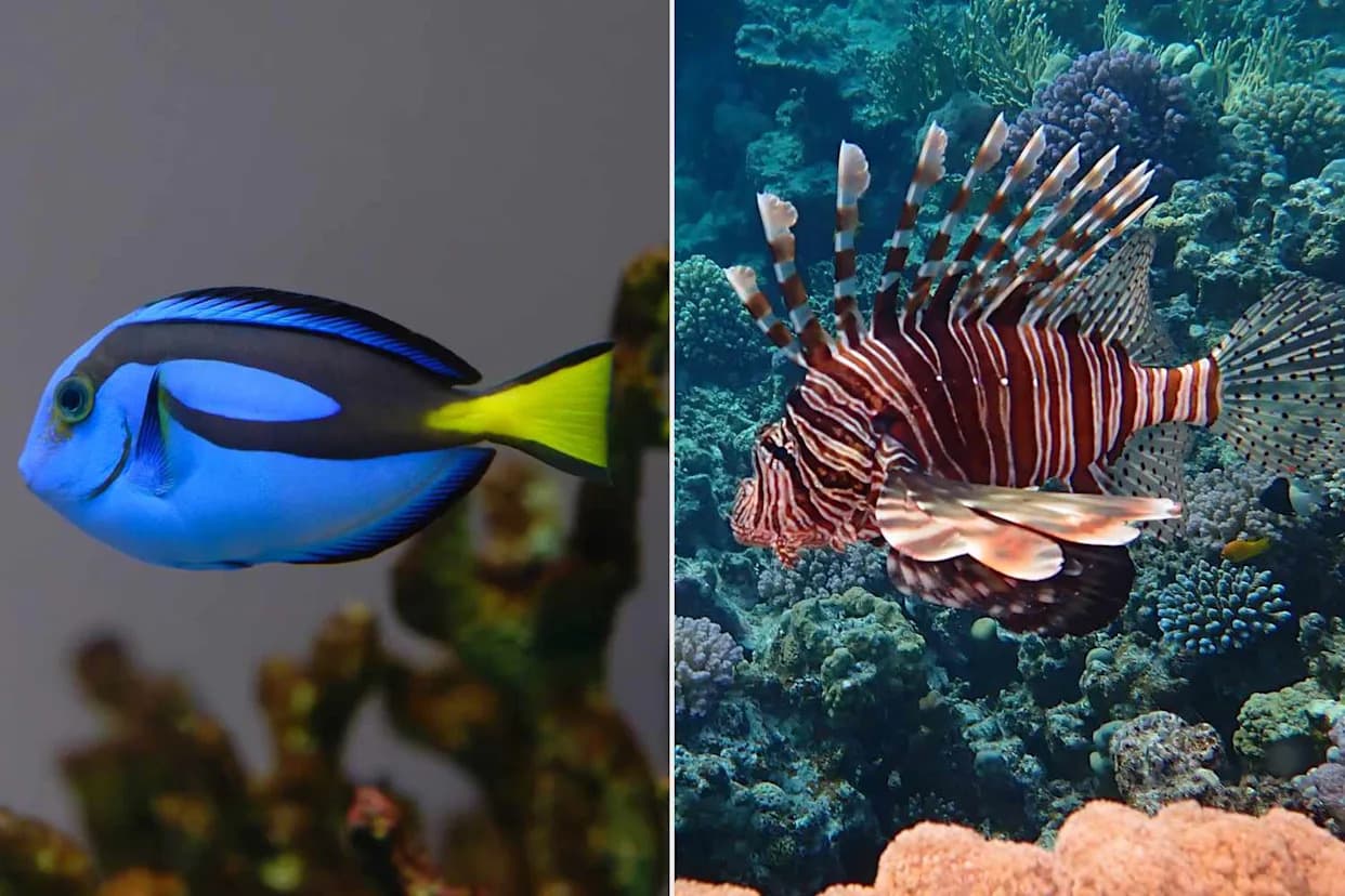 709 Marine Animals Seized at Buenos Aires Airport — Many Dead as Experts Call It 'Industrialized' Smuggling
