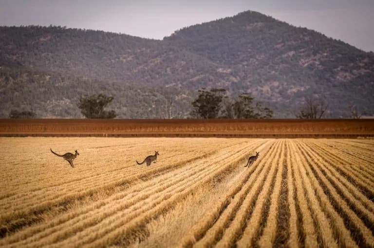 Australia Warns Wheat Harvest Will Fall 26% To 26.7 Million Tonnes