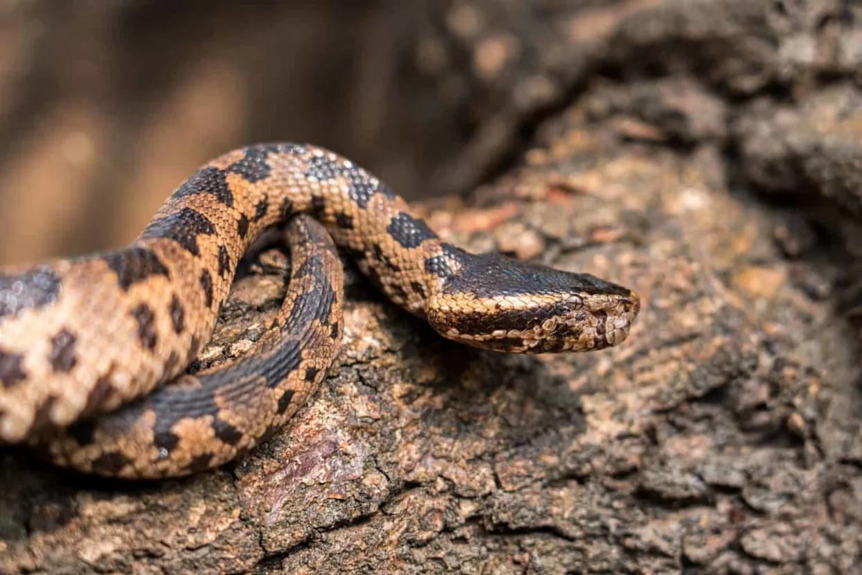 DNA Breakthrough Reveals Five Distinct Species Hidden Within the Himalayan Pit Viper