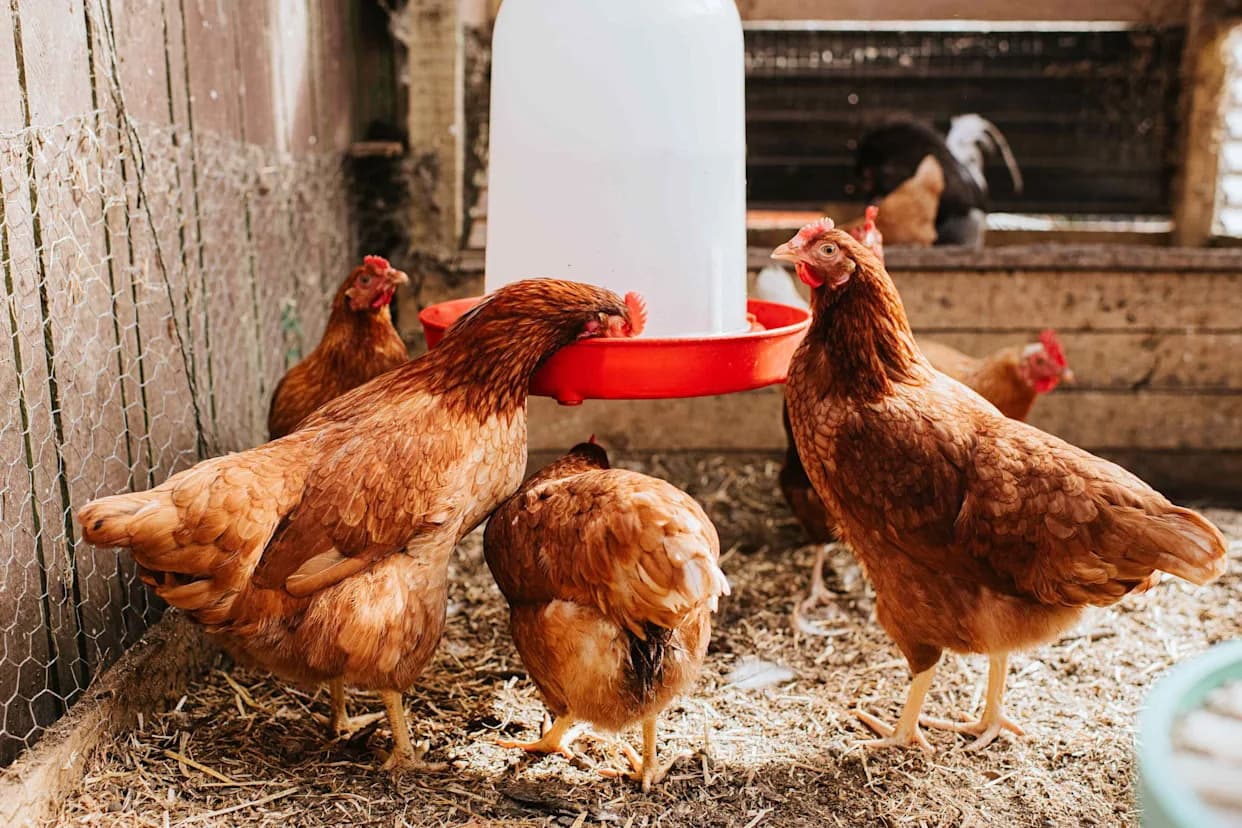Could Winemaking Waste Replace Antibiotics in Broiler Feed? Cornell Study Shows Promise