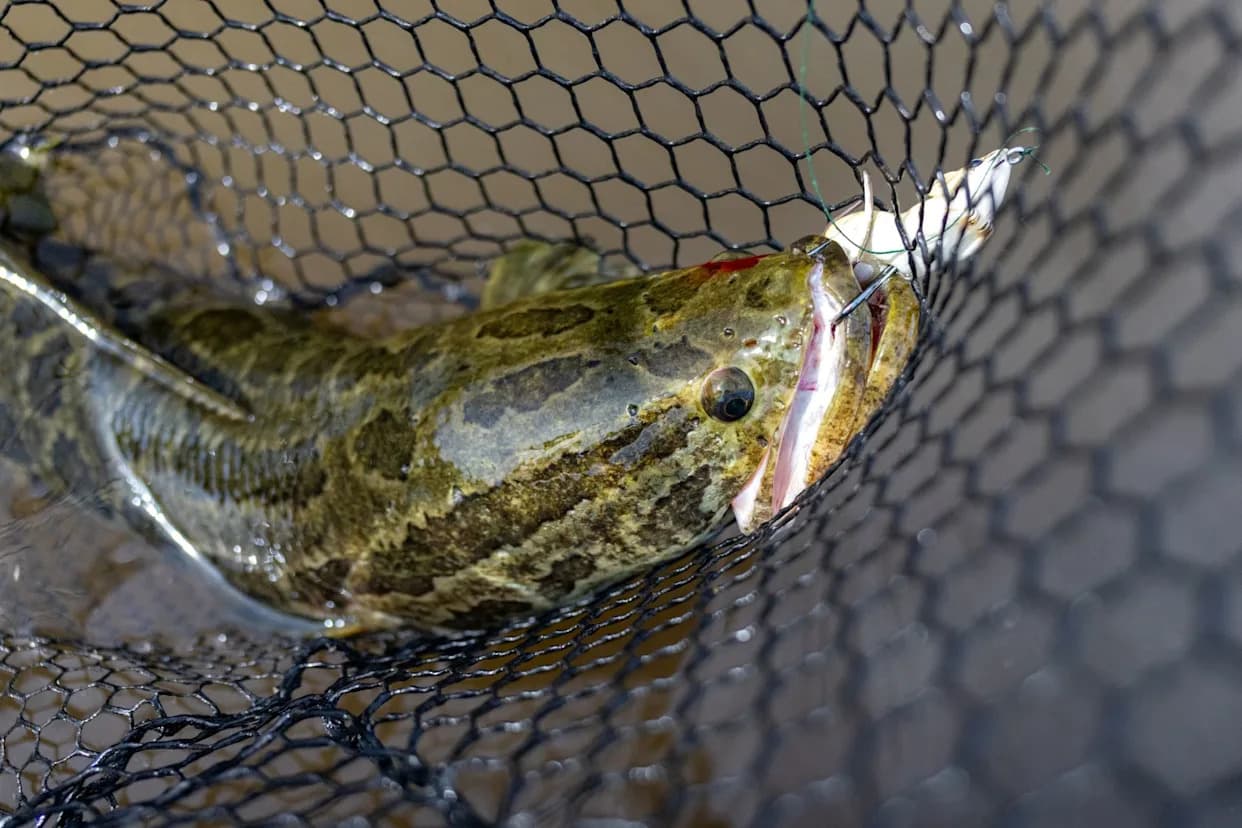 Maryland Anglers Hunt Invasive 'Frankenfish' at Night — Bowfishing, Bounties and a New Menu Name to Protect the Chesapeake