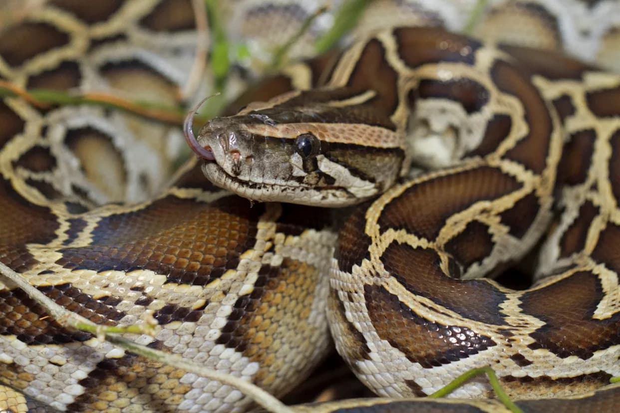 Invasive Lungworm From Burmese Pythons Is Suffocating Native Florida Snakes