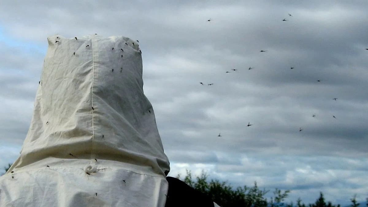 What We Know About Google Debug’s Plans To Release Wolbachia-Carrying Mosquitoes In U.S. States