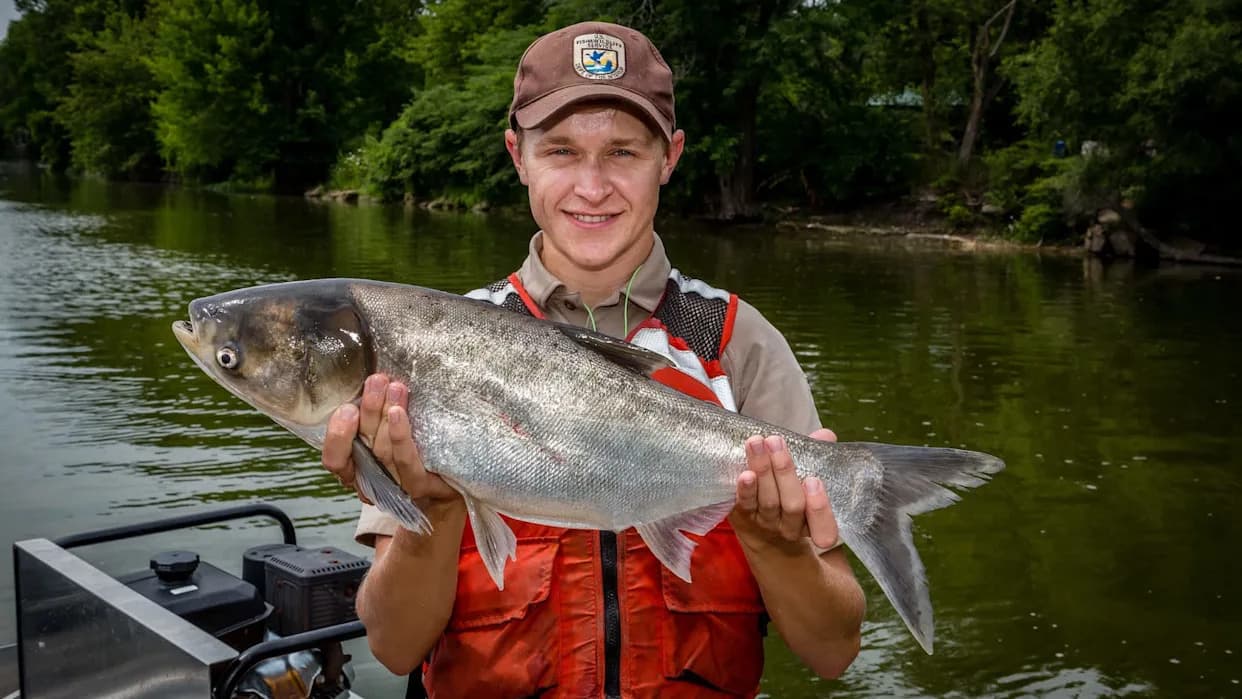 Crews Remove 50 Million Pounds of Invasive Carp From Illinois River, A Major Win for Great Lakes Protection