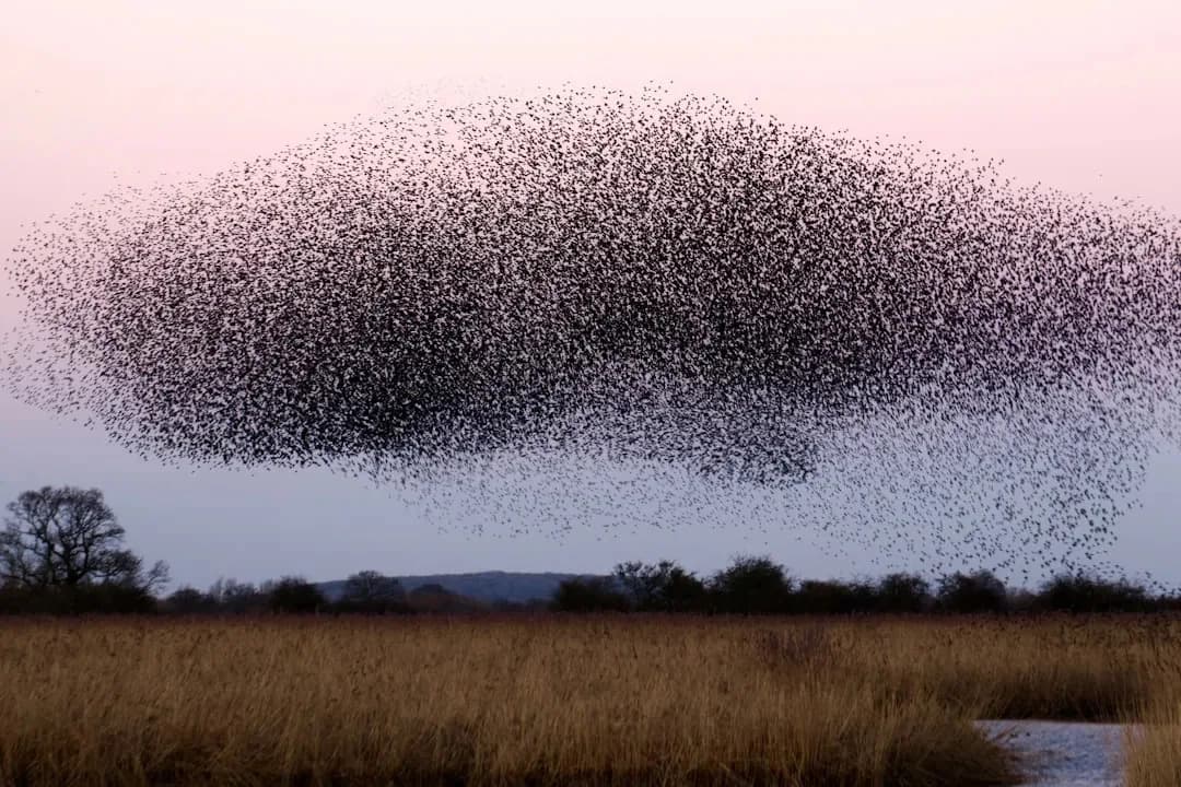 Shifting Skies: Why North American Birds Are Moving North and Arriving Earlier