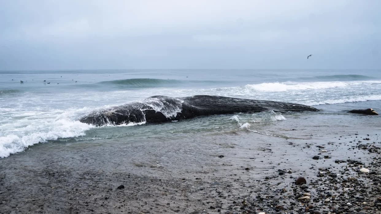 Two More Gray Whales Wash Up On Washington Beaches — State Toll Now 25 As Food Supplies Shrink