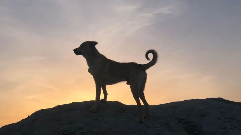 15,800-Year-Old Dog Genomes Recast the Origins of the Human–Dog Bond