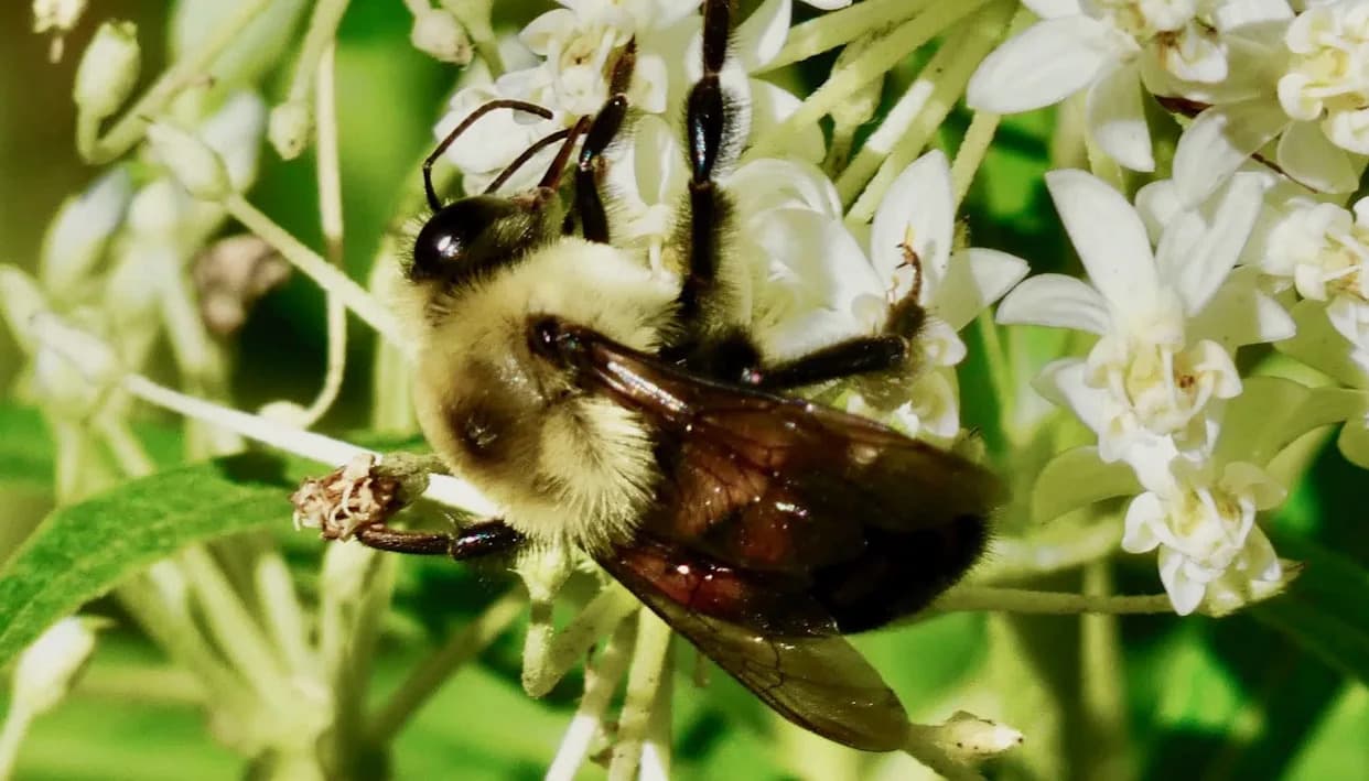Endangered Rusty Patched Bumblebee Gains 1.5 Million Acres of Critical Habitat