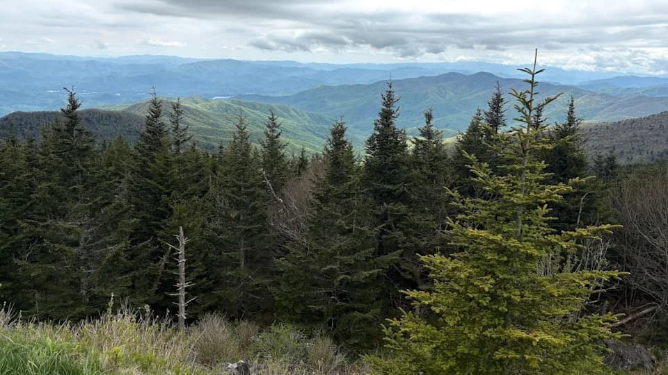 Volunteers Race To Catalog the Smokies’ Hidden Life Before It Disappears