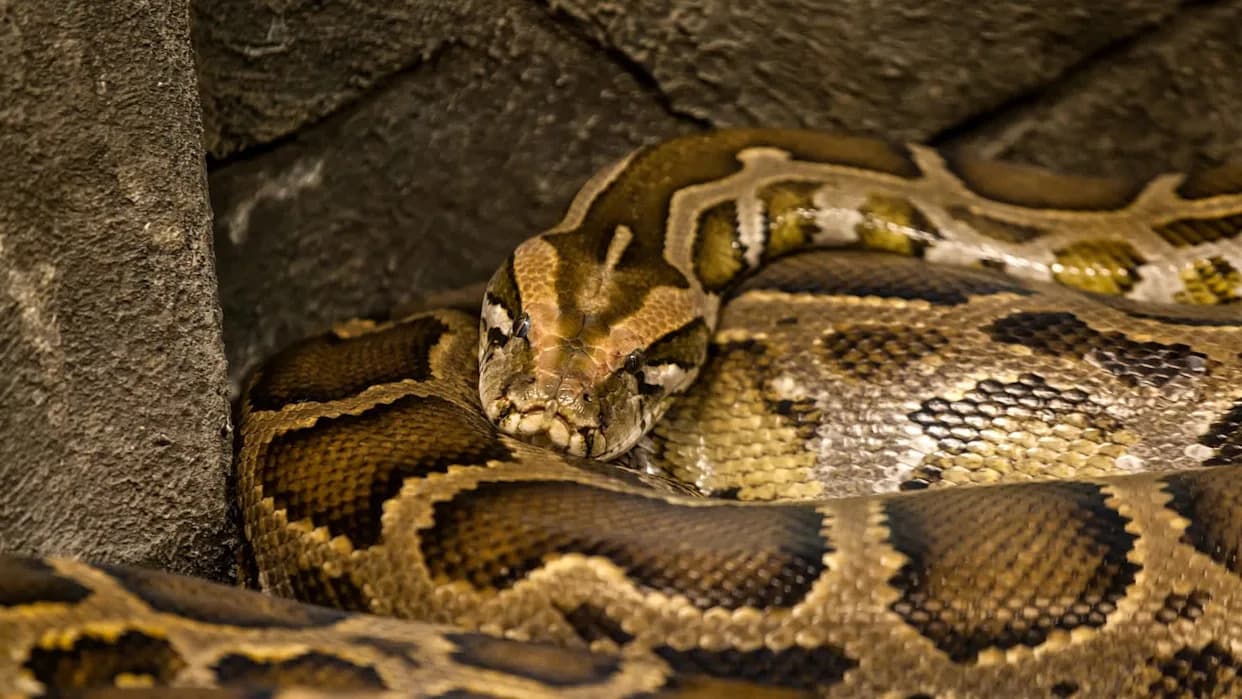 Florida’s Python Crisis: Record 294 Removed in 10 Days — But the Invasion Is Far From Over