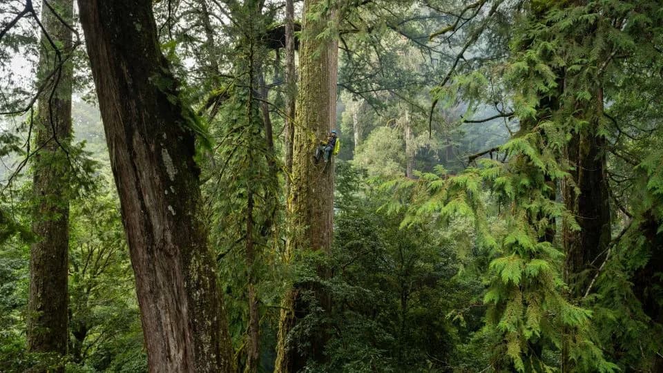 Heaven Sword: Taiwania Fir Measured at 84.1 m — East Asia’s Tallest Known Tree