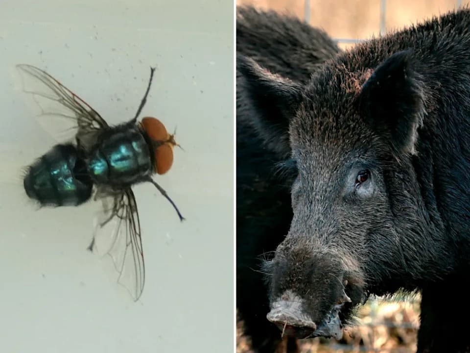 Invasive Species Across the U.S.: Top 10 That Threaten Ecosystems, Infrastructure and Agriculture