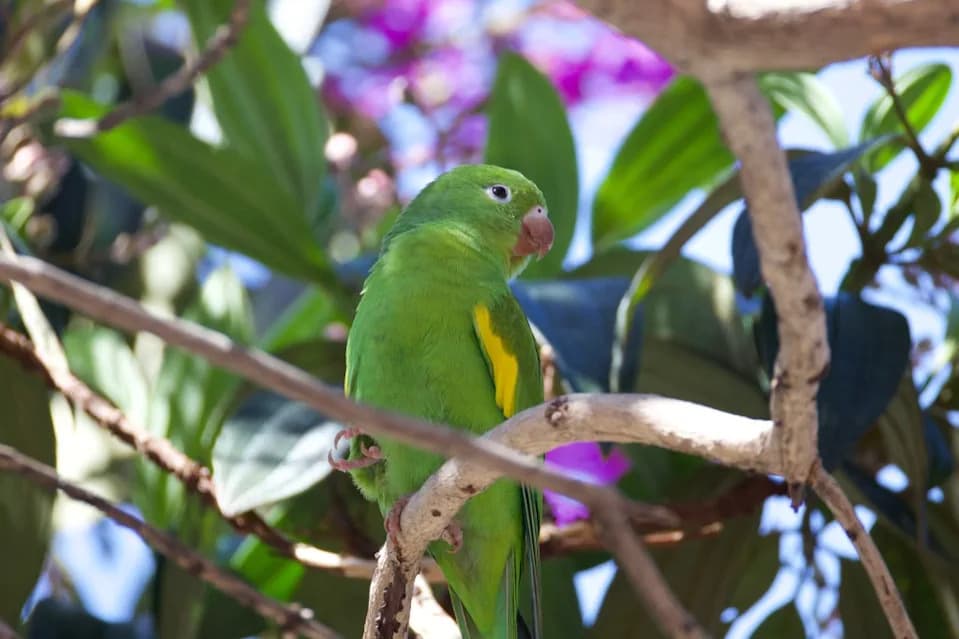 Nearly Lost for a Century: Blue-fronted Lorikeet Rediscovered on Indonesia’s Buru Island