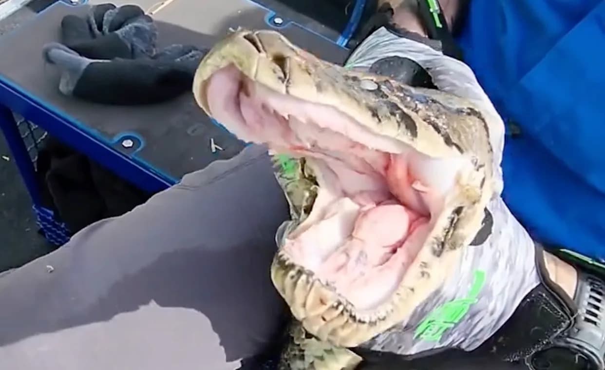 Viral Clip: Florida Handler Wrestles Hissing 'Dragon' Burmese Python in the Everglades