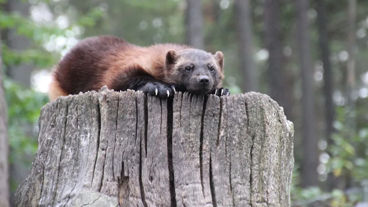 Sweden’s Once-Praised Wolverine Payment Scheme Is Losing Its Bite, Researchers Warn