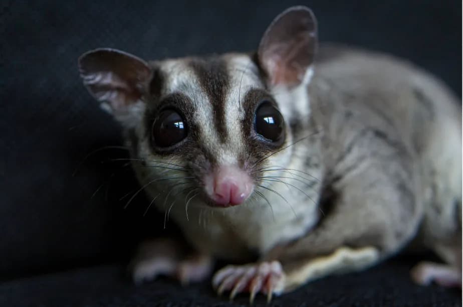 Emotional Win For Conservation: Greater Gliders Move Into Purpose-Built 'Goldilocks' Nest Boxes