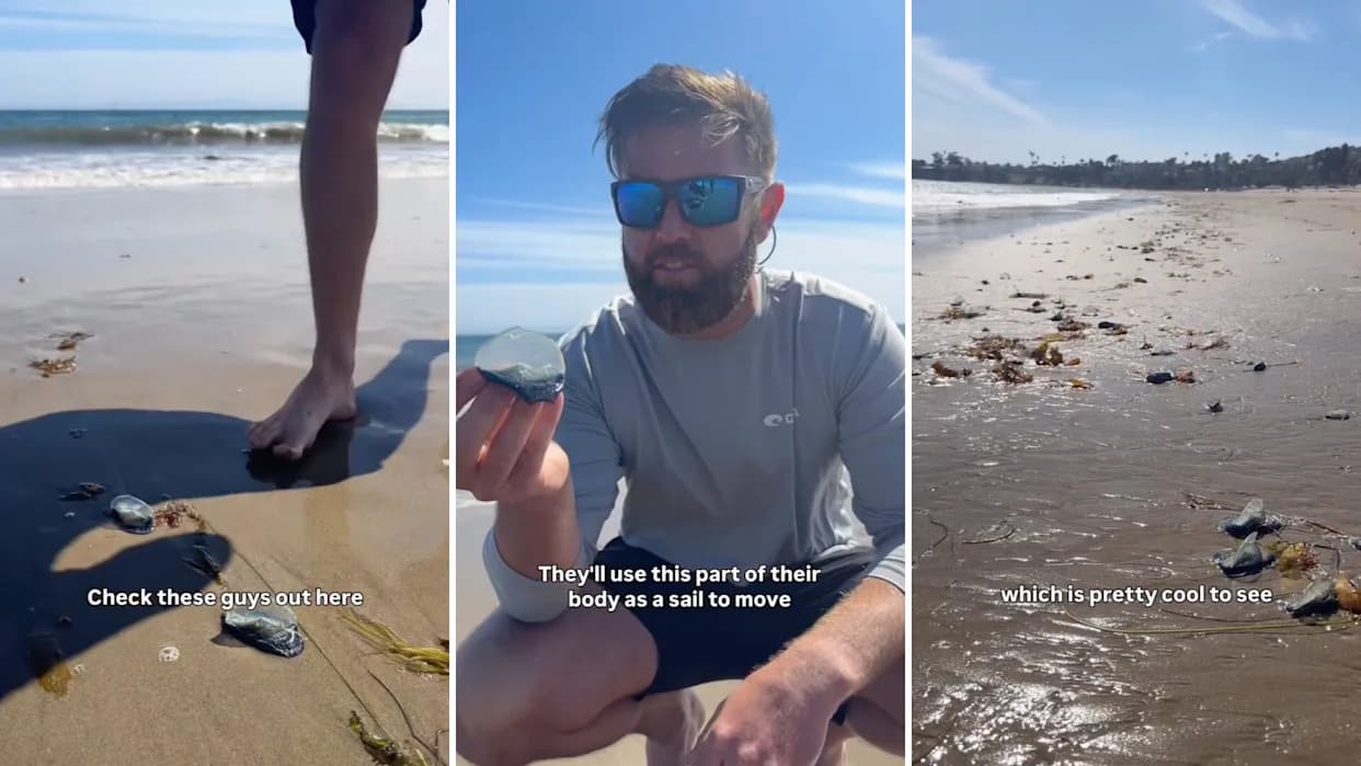 Tens of Thousands of ‘By‑The‑Wind Sailors’ Blanket Santa Barbara Beach After Wind Shift