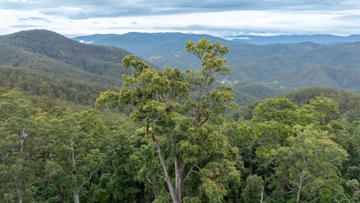 Australian Billionaire Donates $10 Million to Create 17,000‑Acre Wildlife Refuge in NSW