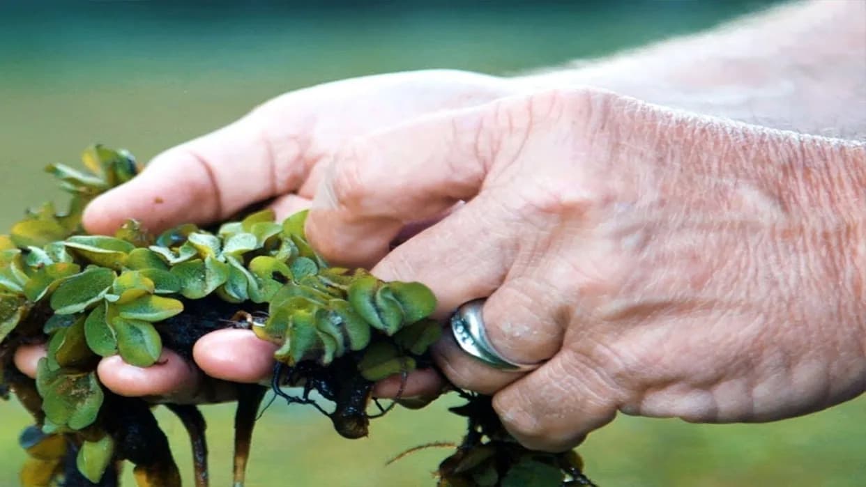 Tiny Weevils, Big Impact: Community Program Helps Restore Caddo Lake