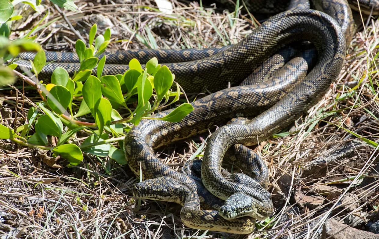 Everglades Crews Untangle Two Python 'Mating Balls' — 14‑Foot Male Found, Female Still At Large