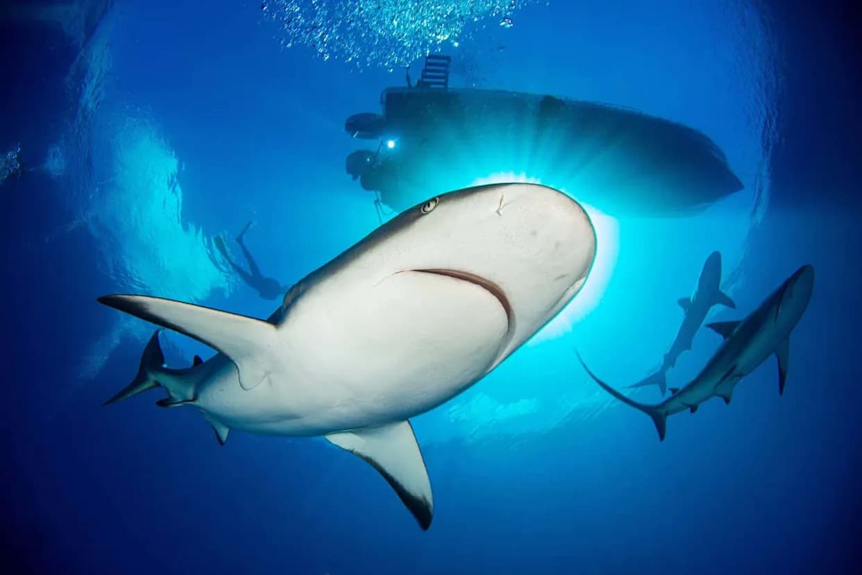 Study: Banning Shark Fishing Isn’t Enough — Food and Habitat Matter for Caribbean Reef Sharks