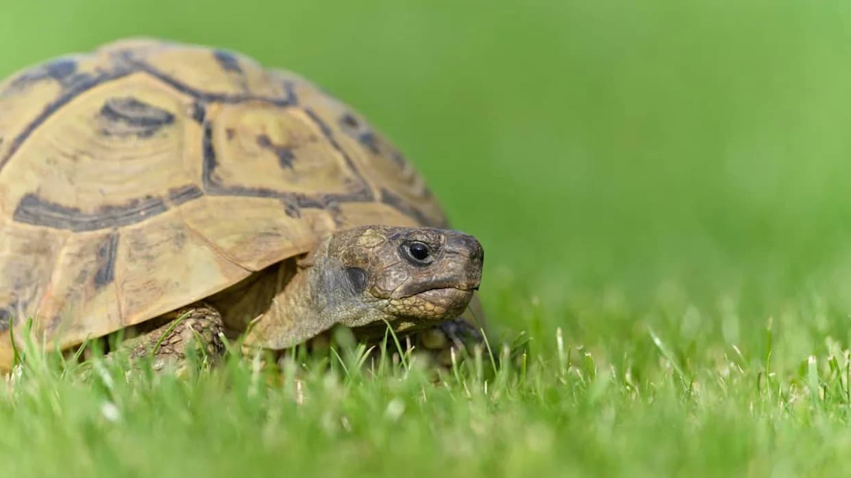 No Predators, Plenty of Food — Why Hermann’s Tortoises on Golem Grad Are Driving Themselves Toward Collapse
