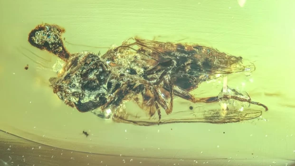 99-Million-Year-Old Fly in Burmese Amber Reveals ‘Zombie’ Fungus From the Age of Dinosaurs