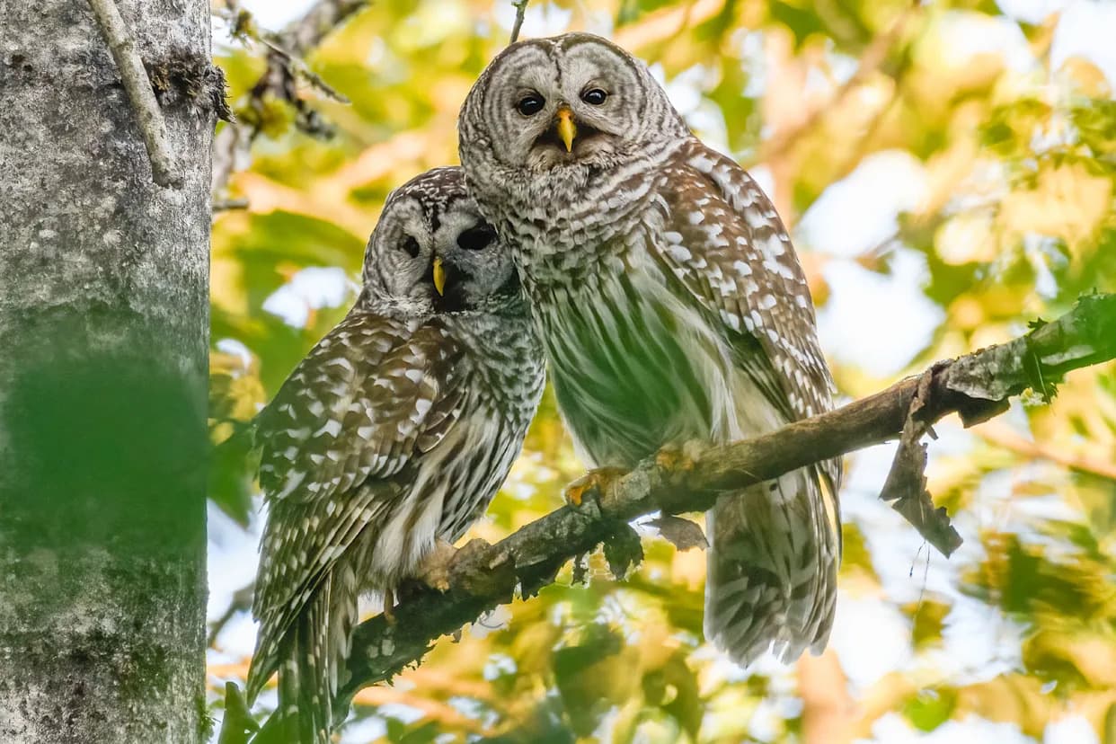 West Coast Plan to Cull Barred Owls to Save Spotted Owls Sparks Fierce Controversy