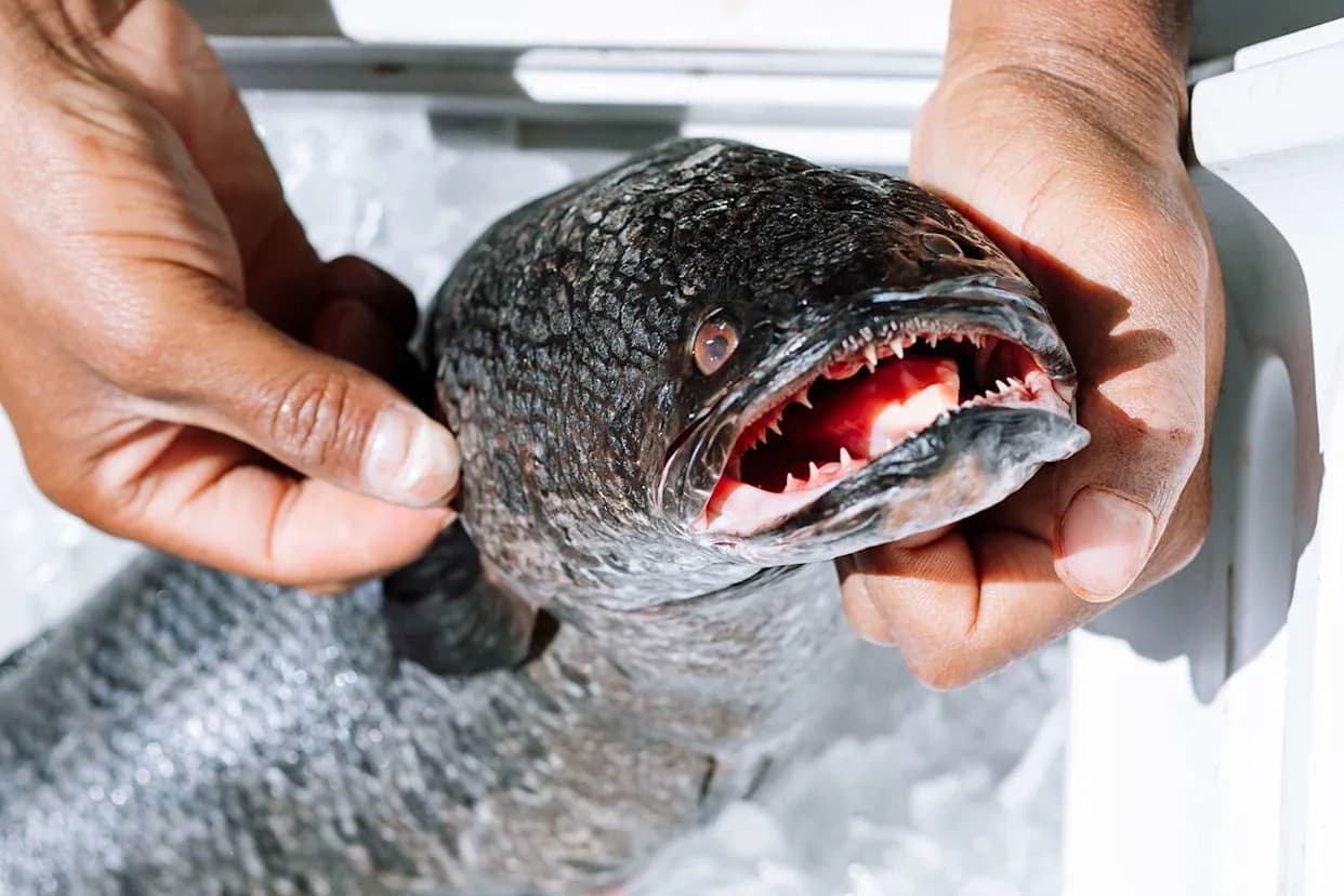 Officials Urge Anglers To Target Invasive 'Frankenfish' — Maryland Promotes Bowfishing As New York Reports First Long Island Sighting