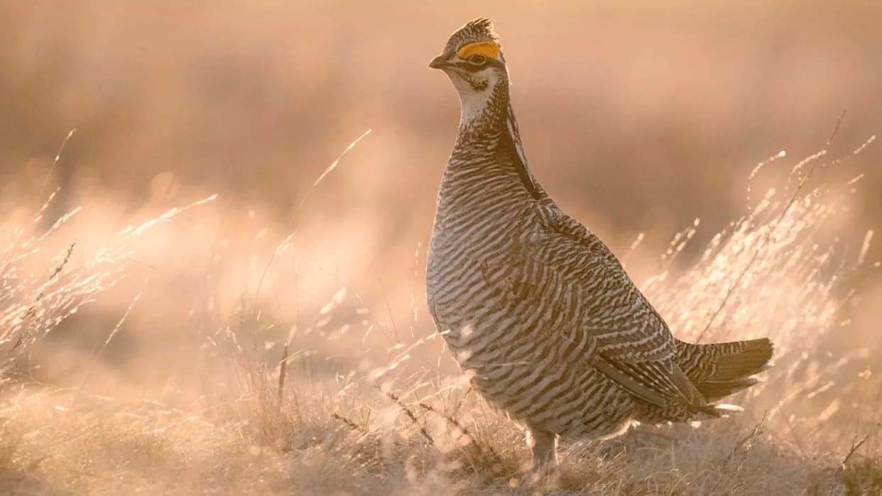 Southern High Plains at a Turning Point: Heat and Development Threaten One of North America's Last Intact Grasslands
