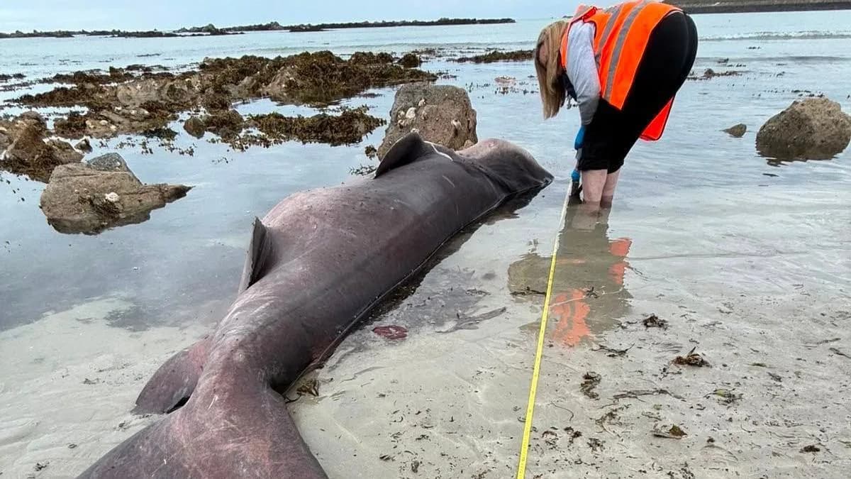 Endangered 14ft Smalltooth Sand Tiger Shark Found Dead on Jersey Beach — First Recorded on the Island