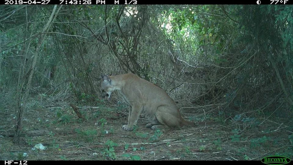 Florida Wildlife Watch: Volunteers Needed to Classify Trail-Cam Photos Across 6 Million Acres
